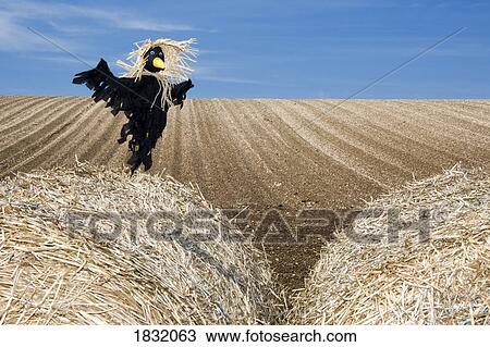 Scarecrow In A Field View Large Photo Image Stock Image - Scarecrow In A Field. Fotosearch
