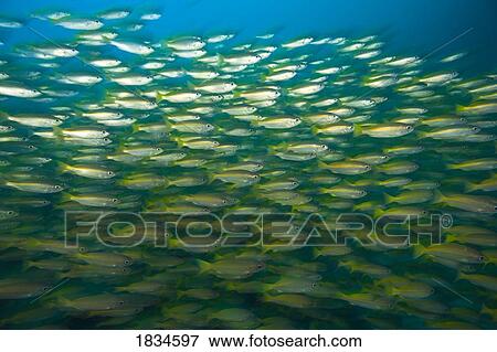 Schooling Bigeye Snappers (Lutjanus lutjanus) View Large Photo Image Stock Photo - Schooling Bigeye Snappers (Lutjanus lutjanus). Fotosearch