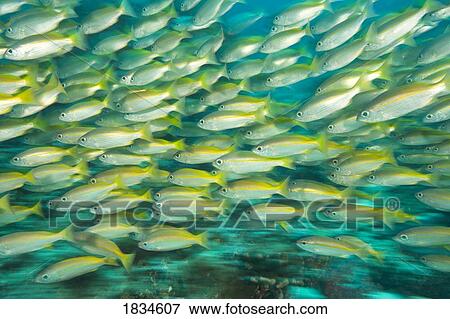 Stock Photo - Schooling Bigeye Snappers (Lutjanus lutjanus). Fotosearch