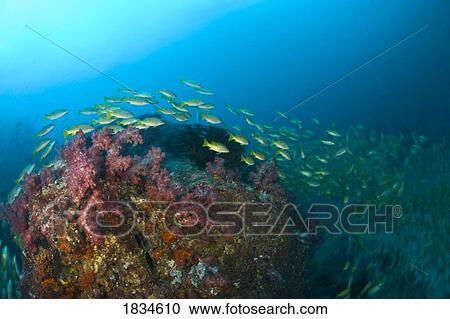 Stock Image - Schooling Bigeye Snappers. Fotosearch