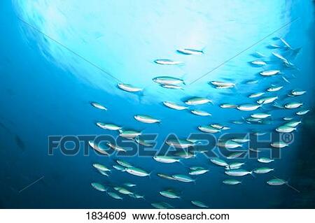 Schooling Bigeye Snappers View Large Photo Image Stock Photo - Schooling Bigeye Snappers . Fotosearch