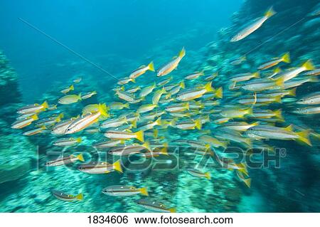 Schooling Bigeye Snappers View Large Photo Image Stock Photograph - Schooling Bigeye Snappers. Fotosearch