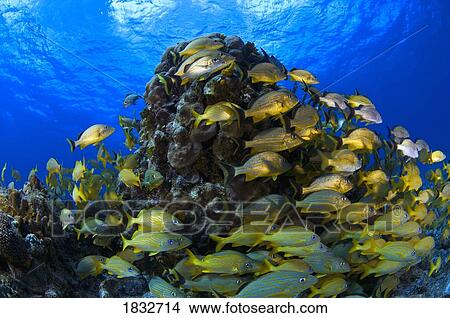 Picture - Schooling Bluestriped grunt (Haemulidae sciurus) fish on coral reef, Cozumel, Mexico. Fotosearch