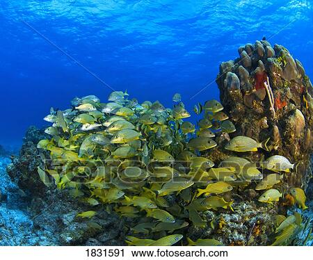 Stock Image - Schooling fish on coral reef, Cozumel, Mexico. Fotosearch