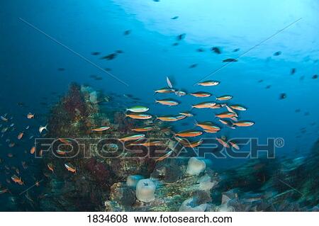 Schooling fish View Large Photo Image Stock Photo - Schooling fish. Fotosearch