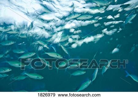 Schooling Fusiliers near surface of water View Large Photo Image Stock Photo - Schooling Fusiliers near surface of water. Fotosearch