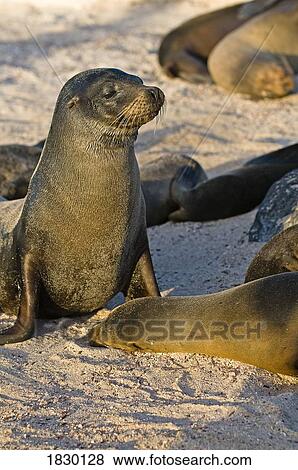 Sea Lions resting on beach View Large Photo Image Stock Photo - Sea Lions resting on beach. Fotosearch