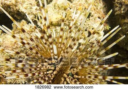Sea Urchin View Large Photo Image Stock Image - Sea Urchin. Fotosearch