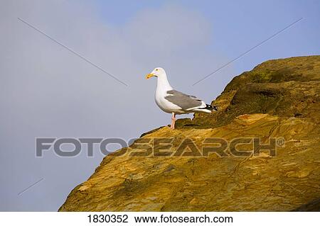 Seagull perched on rock View Large Photo Image Stock Image - Seagull perched on rock. Fotosearch