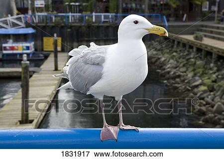 Seagull View Large Photo Image Stock Photo - Seagull. Fotosearch