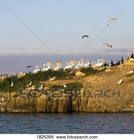 Seagulls, Pelicans and Cormorants by the water View Large Photo Image Stock Photography - Seagulls, Pelicans and Cormorants by the water. Fotosearch