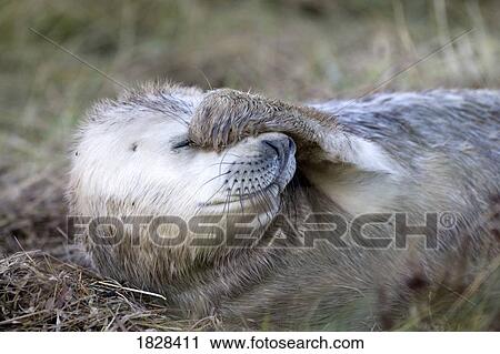 Seal covering face View Large Photo Image Stock Image - Seal covering face. Fotosearch