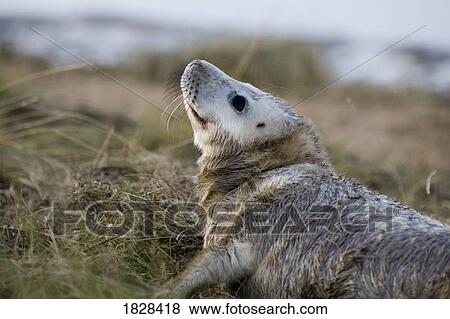 Seal in grass View Large Photo Image Stock Photo - Seal in grass. Fotosearch