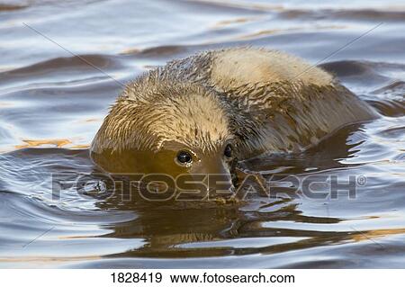 Seal in water View Large Photo Image Stock Photo - Seal in water. Fotosearch