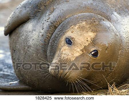 Stock Photography - Seal lying down. Fotosearch