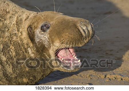 Seal lying on beach View Large Photo Image Picture - Seal lying on beach. Fotosearch