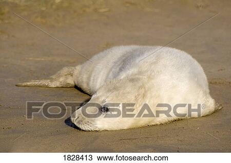 Stock Image - Seal lying on beach. Fotosearch
