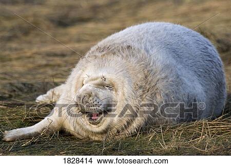 Picture - Seal lying on grass. Fotosearch