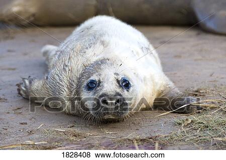 Seal lying on ground View Large Photo Image Stock Photo - Seal lying on ground. Fotosearch
