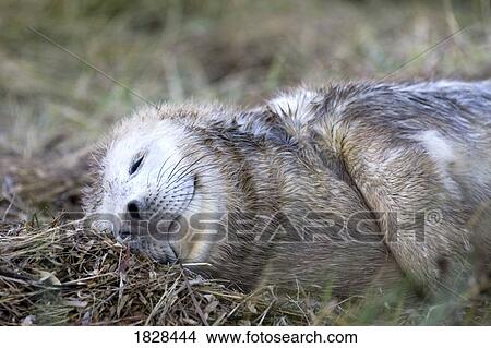 Seal sleeping in grass View Large Photo Image Picture - Seal sleeping in grass. Fotosearch
