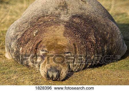 Seal sleeping View Large Photo Image Stock Photograph - Seal sleeping. Fotosearch