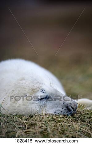 Stock Photography - Seal sleeping. Fotosearch