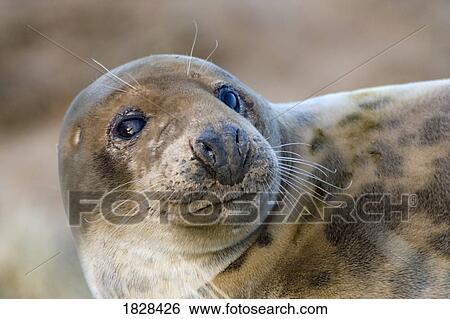 Seal View Large Photo Image Stock Photograph - Seal. Fotosearch