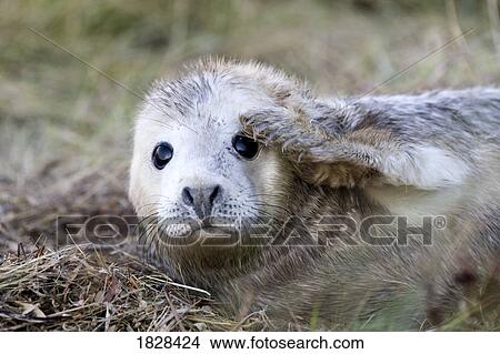 Seal with paw on face View Large Photo Image Picture - Seal with paw on face. Fotosearch