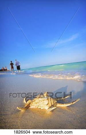 Seashell on the beach View Large Photo Image Picture - Seashell on the beach. Fotosearch