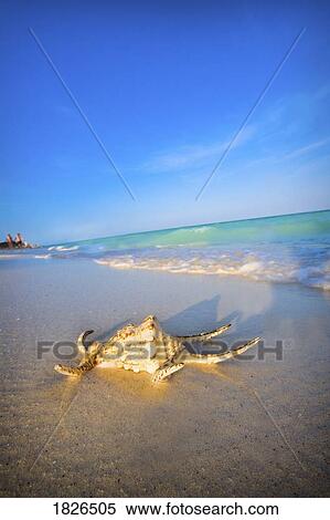 Stock Photography - Seashell on the beach. Fotosearch