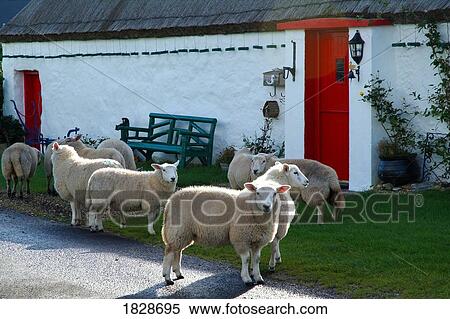 Sheep at traditional cottage in Malin Head, Donegal, Ireland View Large Photo Image Stock Photography - Sheep at traditional cottage in Malin Head, Donegal, Ireland. Fotosearch