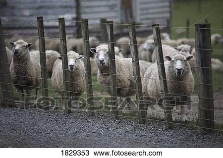 Sheep behind barbed wire fence View Large Photo Image Stock Image - Sheep behind barbed wire fence. Fotosearch
