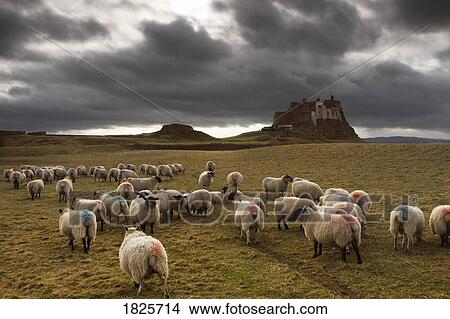 Picture - Sheep grazing by Lindisfarne Castle, Holy Island, Berwick-Upon-Tweed, Northumberland, England, EU. Fotosearch