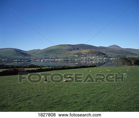 Sheep grazing on rolling hills View Large Photo Image Stock Photo - Sheep grazing on rolling hills. Fotosearch