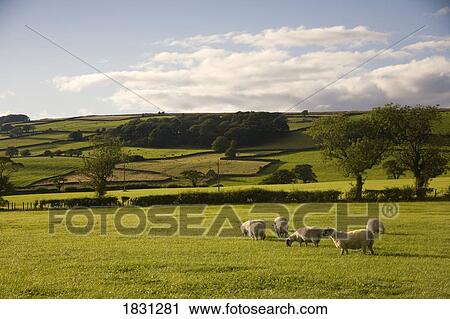 Stock Image - Sheep in a field, Yorkshire, England. Fotosearch