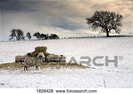 Stock Photo - Sheep in field of snow. Fotosearch
