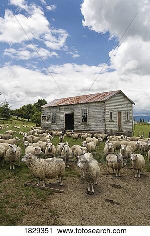 Stock Image - Sheep in front of old building. Fotosearch