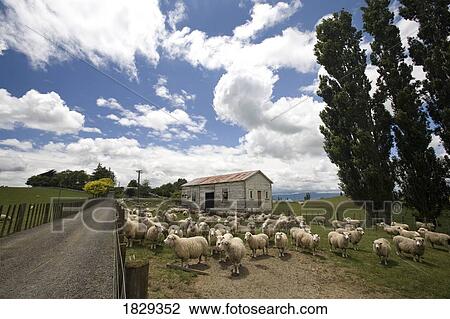 Stock Image - Sheep in front of old building. Fotosearch