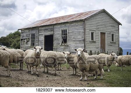 Sheep in front of old building View Large Photo Image Stock Photo - Sheep in front of old building. Fotosearch