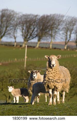 Stock Photo - Sheep, Lake District, Cumbria, England, Europe. Fotosearch