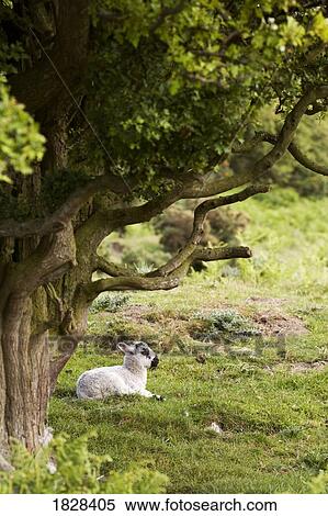 Stock Photography - Sheep lying under tree. Fotosearch