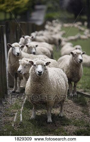 Stock Photo - Sheep (Ovis aries). Fotosearch