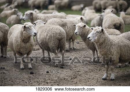 Sheep (Ovis aries) View Large Photo Image Stock Photograph - Sheep (Ovis aries). Fotosearch