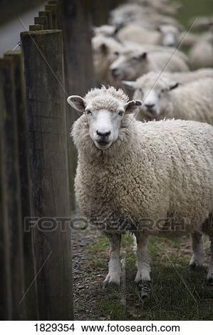 Sheep View Large Photo Image Picture - Sheep. Fotosearch