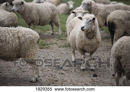 Sheep View Large Photo Image Stock Photography - Sheep. Fotosearch