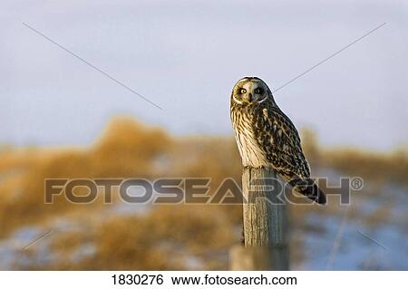 Short-eared owl, Alberta, Canada View Large Photo Image Stock Photograph - Short-eared owl, Alberta, Canada. Fotosearch