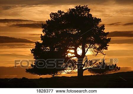 Silhouette of a tree at sunset, North Yorkshire, England View Large Photo Image Stock Photo - Silhouette of a tree at sunset, North Yorkshire, England. Fotosearch