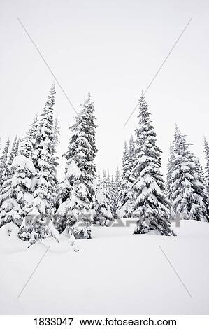 Snow capped trees in winter View Large Photo Image Stock Photo - Snow capped trees in winter. Fotosearch