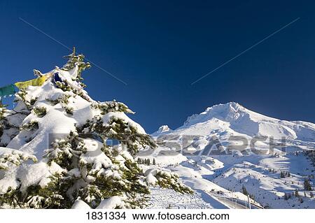 Snow covered Mt. Hood, Oregon, USA View Large Photo Image Picture - Snow covered Mt. Hood, Oregon, USA. Fotosearch