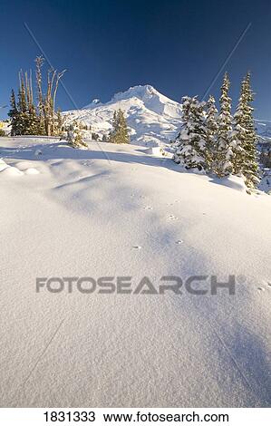 Snow covered Mt. Hood, Oregon, USA View Large Photo Image Stock Image - Snow covered Mt. Hood, Oregon, USA. Fotosearch
